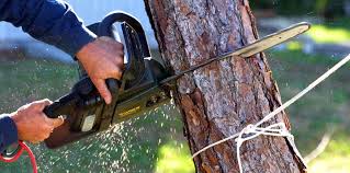 How Our Tree Care Process Works  in  Spencer, IN