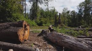 Best Tree Risk Assessment  in Spencer, IN