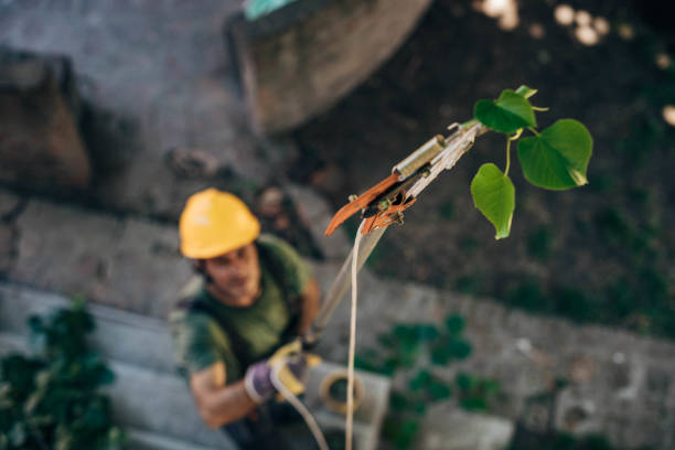Best Tree Health Inspection  in Spencer, IN