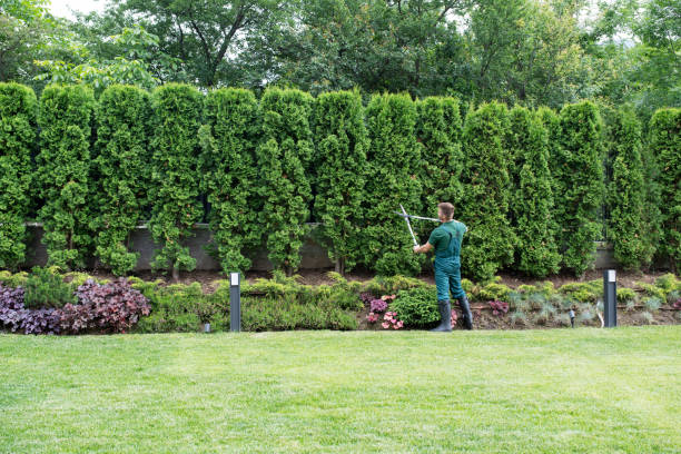 Best Tree Maintenance Programs  in Spencer, IN