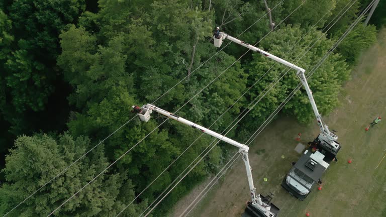 Best Tree and Shrub Care  in Spencer, IN