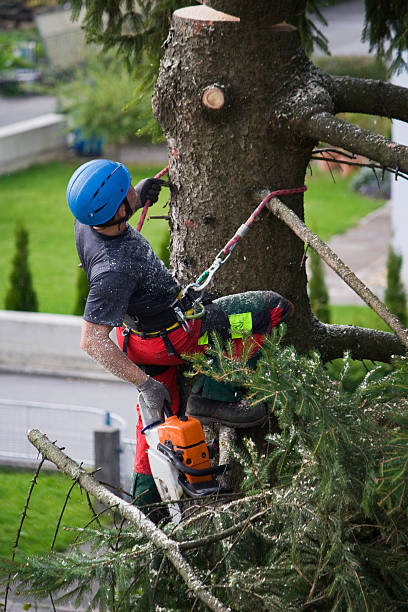 Trusted Spencer, IN Tree Services Experts